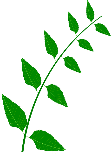 Picture of bitter gourd