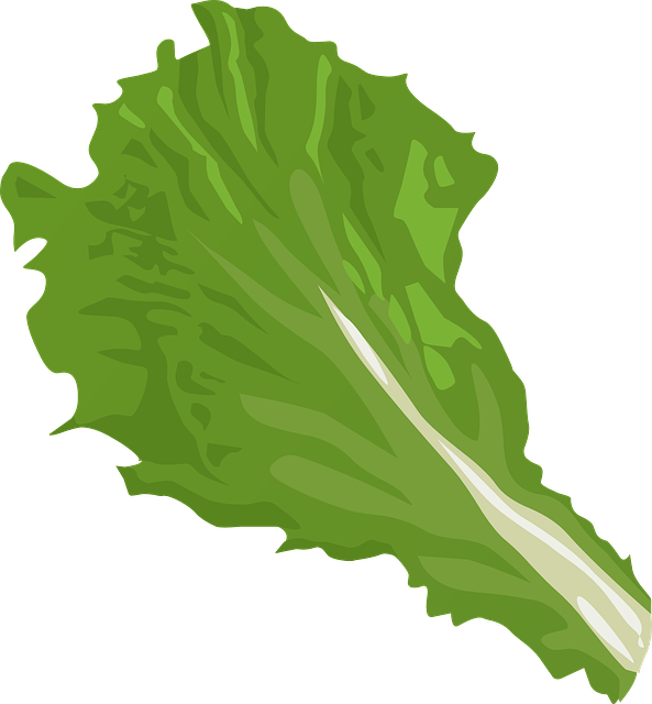 Picture of lettuce