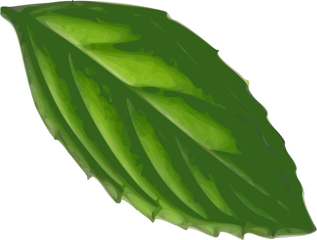 Picture of mint leaves